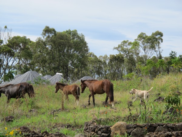 Ringo the Horse Herder