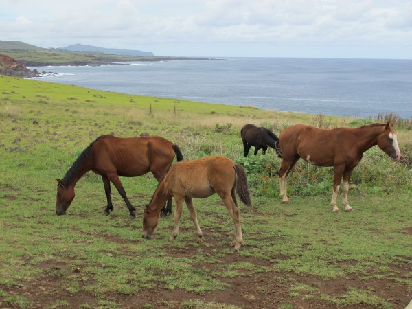 Wild Horses