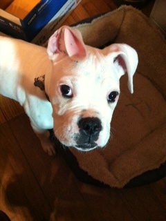 white boxer white boxer