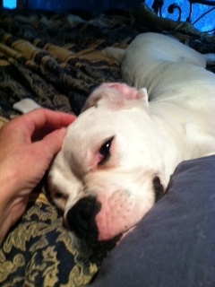 gaugeyface white boxer puppy